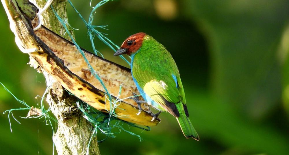 Garden Ave Bird Exotic Guatica Garden Ave Bird Exotic Guatica