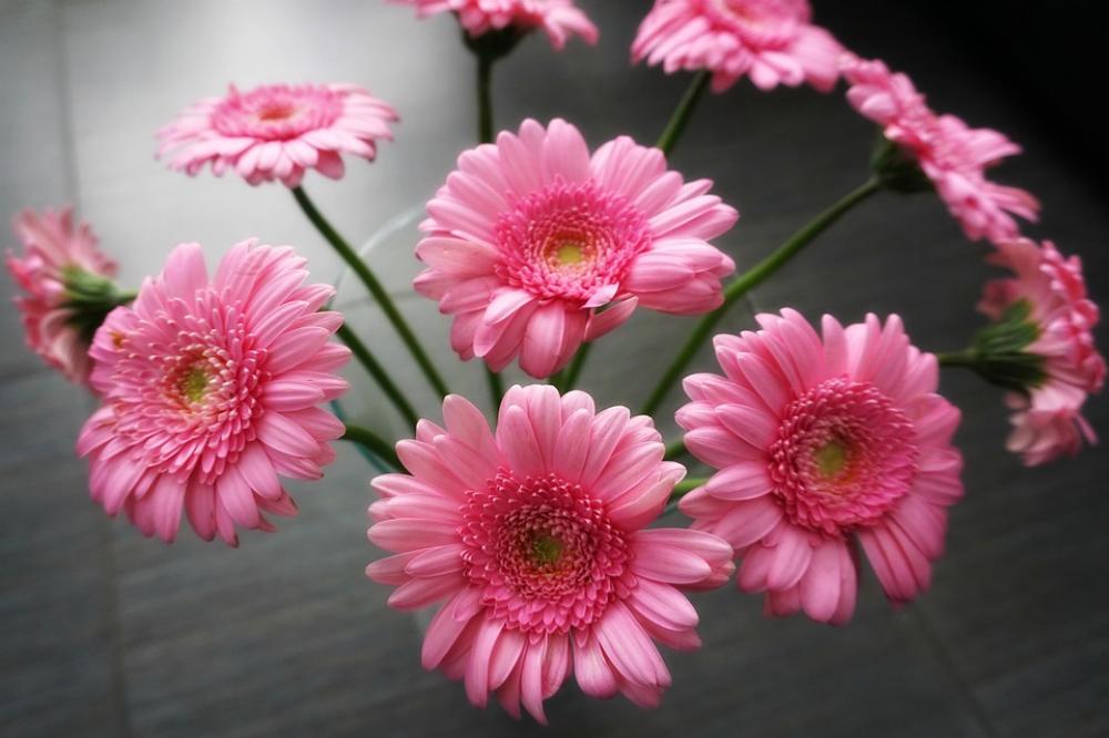 Gerbera Pink Flowers Gray Background Gerbera Pink Flowers Gray Background
