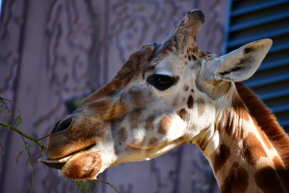 Giraffe Head Giraffe Big Animal Head Giraffe Head Giraffe Big Animal Head