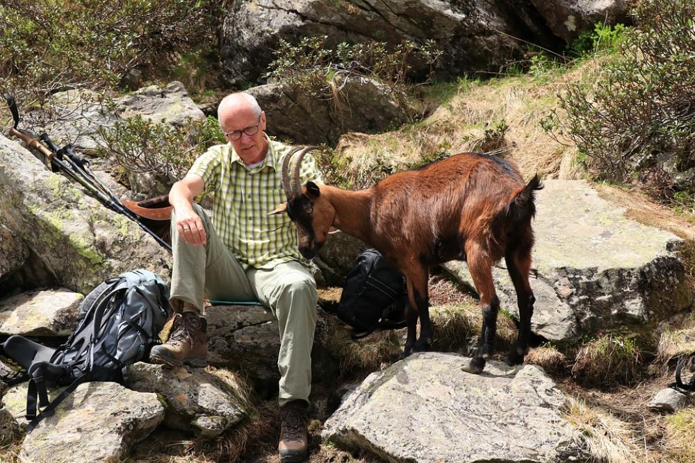 Goat Animals Mountain Goat Mountains Goat Animals Mountain Goat Mountains