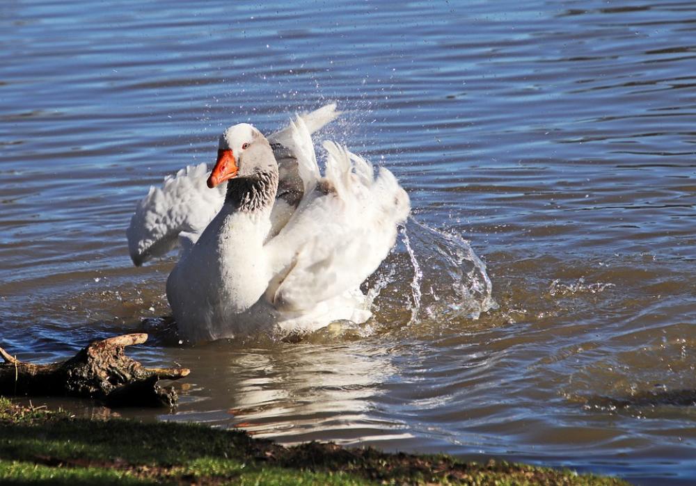 Goose Bird Poultry Bathing Splashing Lake Nature Goose Bird Poultry Bathing Splashing Lake Nature