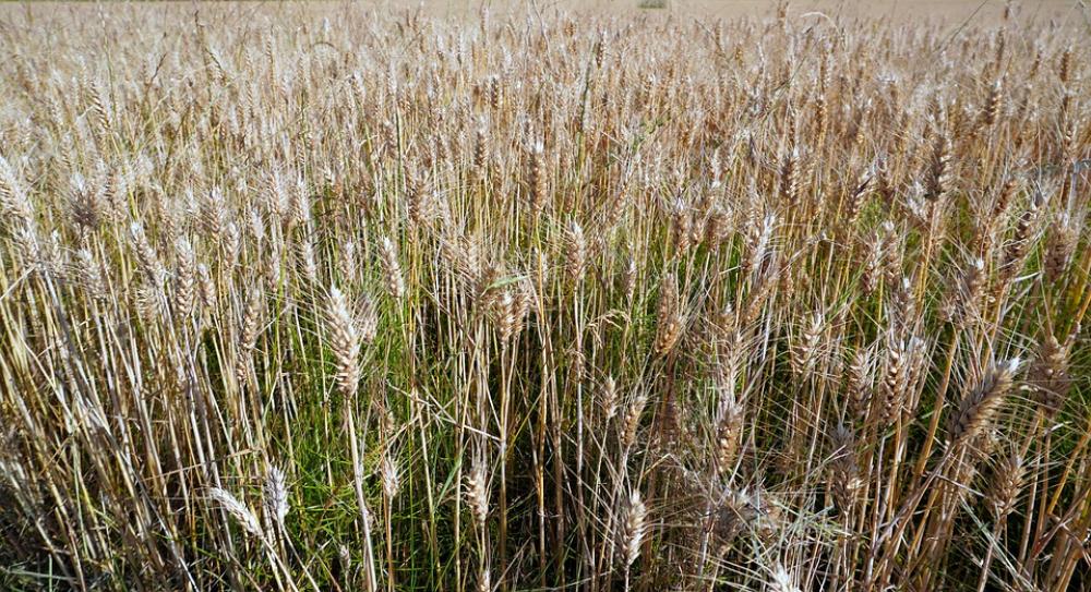 Grain Cereals Cornfield Agriculture Spike Grain Cereals Cornfield Agriculture Spike