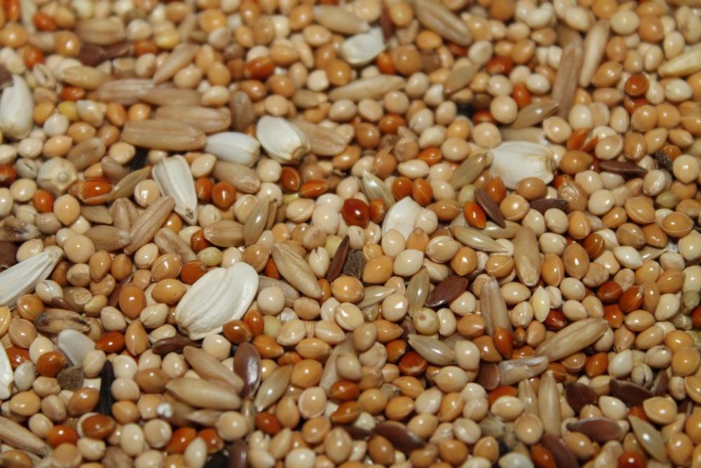 Grain Grains Seeds Nutritious Nutrition Feed Grain Grains Seeds Nutritious Nutrition Feed