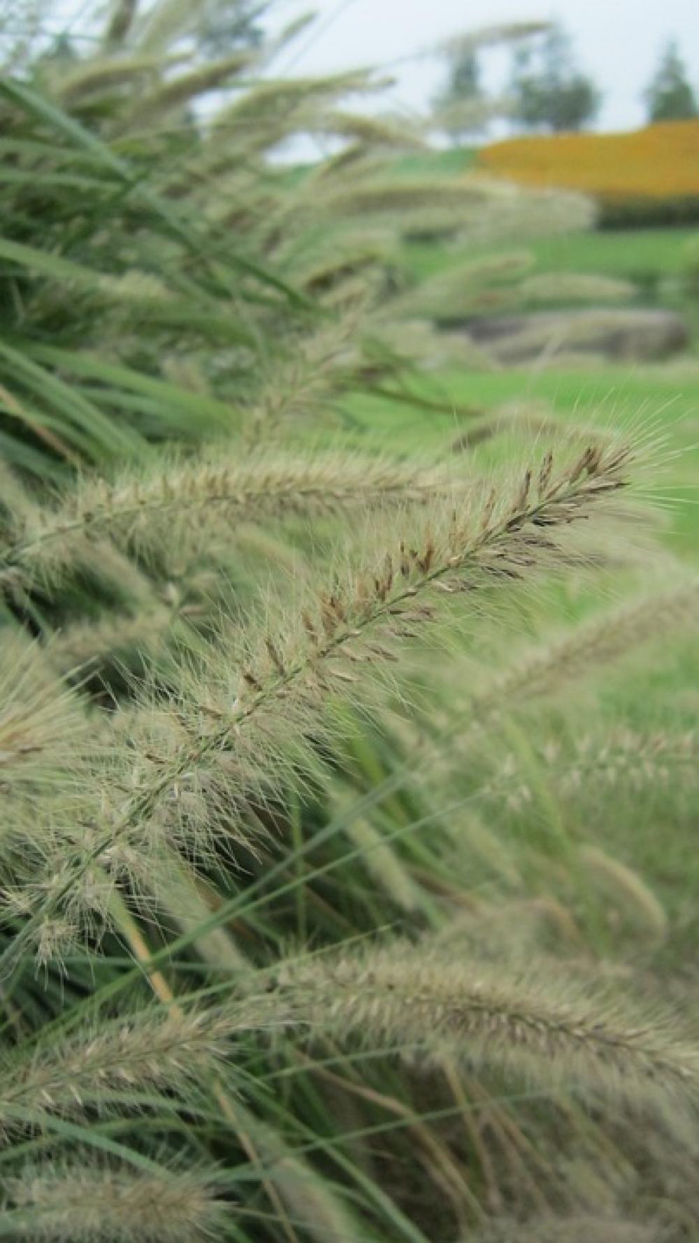Grass Green The Scenery Plant Grass Green The Scenery Plant