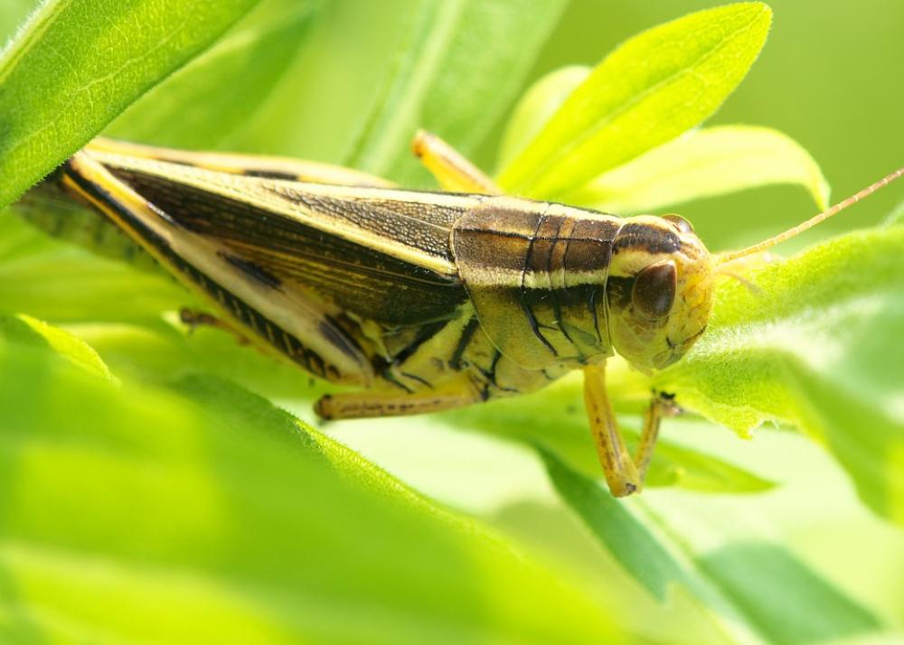 Grasshopper Crickets Insect Green Nature Grasshopper Crickets Insect Green Nature