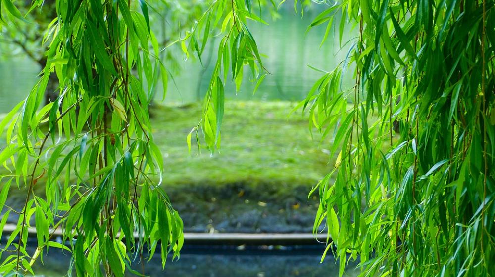 Green Leaves Island Grass Nature Lake Pond Green Leaves Island Grass Nature Lake Pond