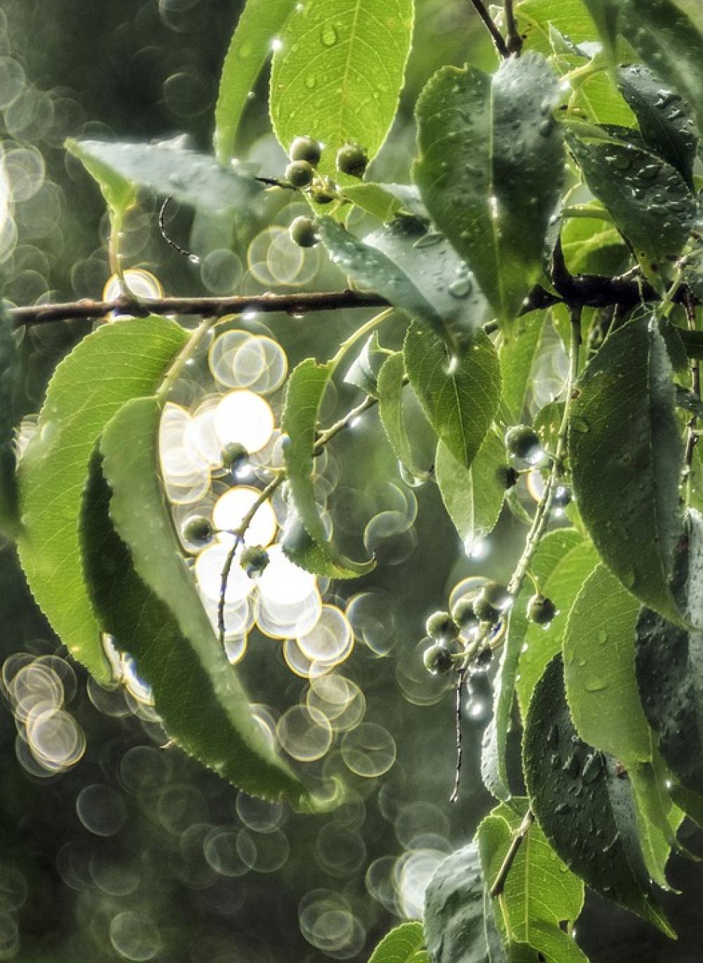 Green Berries Sun Raindrops Light Bokeh Tree Green Berries Sun Raindrops Light Bokeh Tree