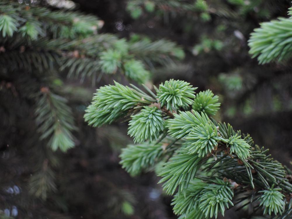Green Needles Tree Summer Green Needles Tree Summer