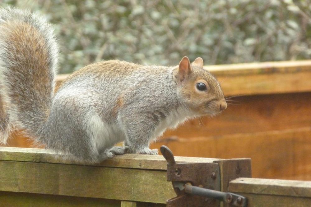 Grey Squirrel Wild Grey Nature Wildlife Furry Grey Squirrel Wild Grey Nature Wildlife Furry