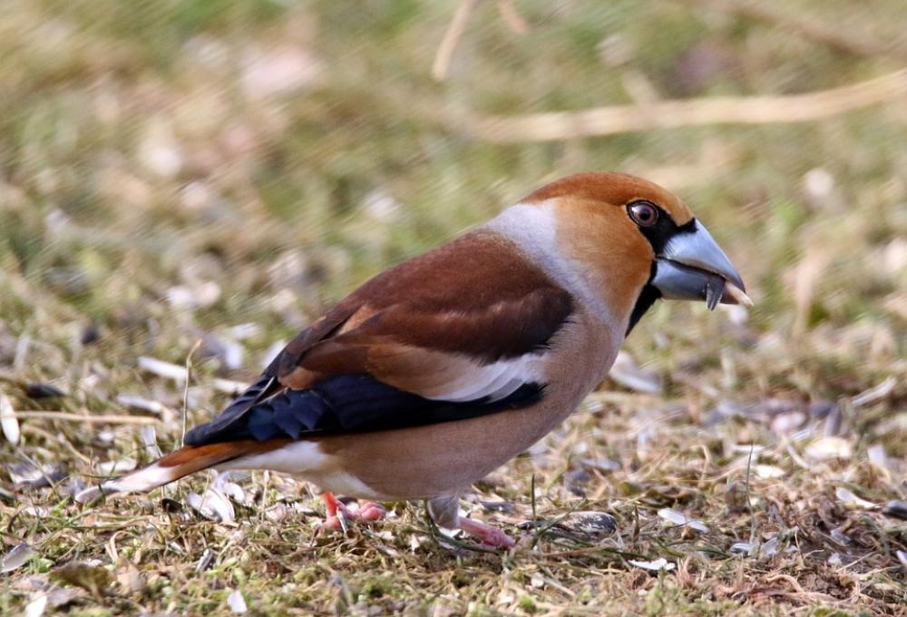 Grosbeak Bird Plumage Elegant Grosbeak Bird Plumage Elegant