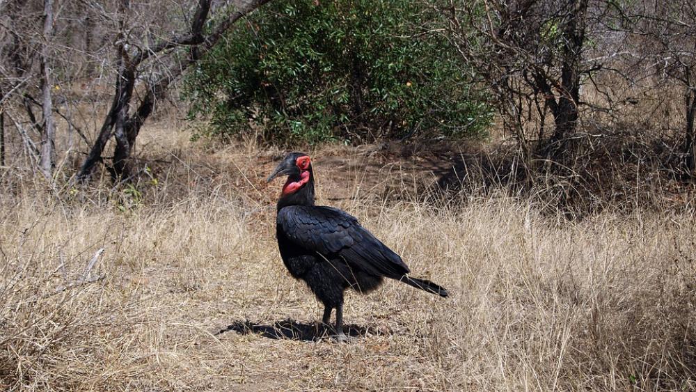 Ground-Hornbill Raven Bird Wild Bird Animal Ground-Hornbill Raven Bird Wild Bird Animal