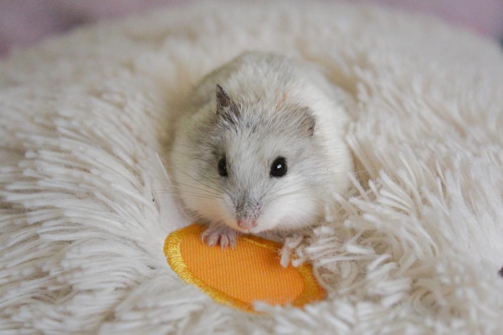 Hamster Mouse Animals Pet Furry Tamed Soft Eyes Hamster Mouse Animals Pet Furry Tamed Soft Eyes