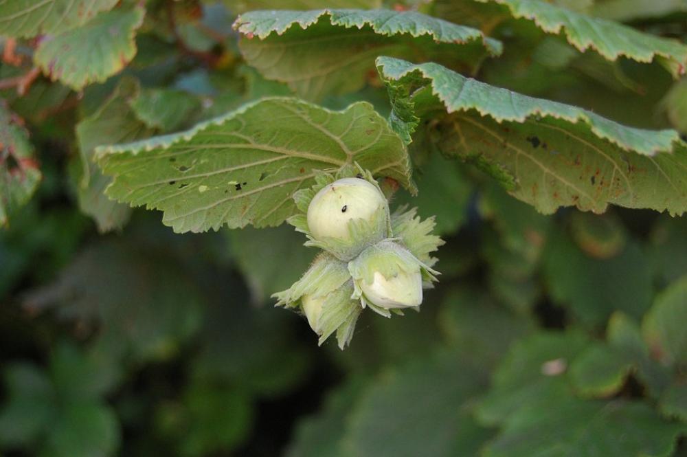 Hazelnuts Green Hazel Fruit Hazelnuts Green Hazel Fruit