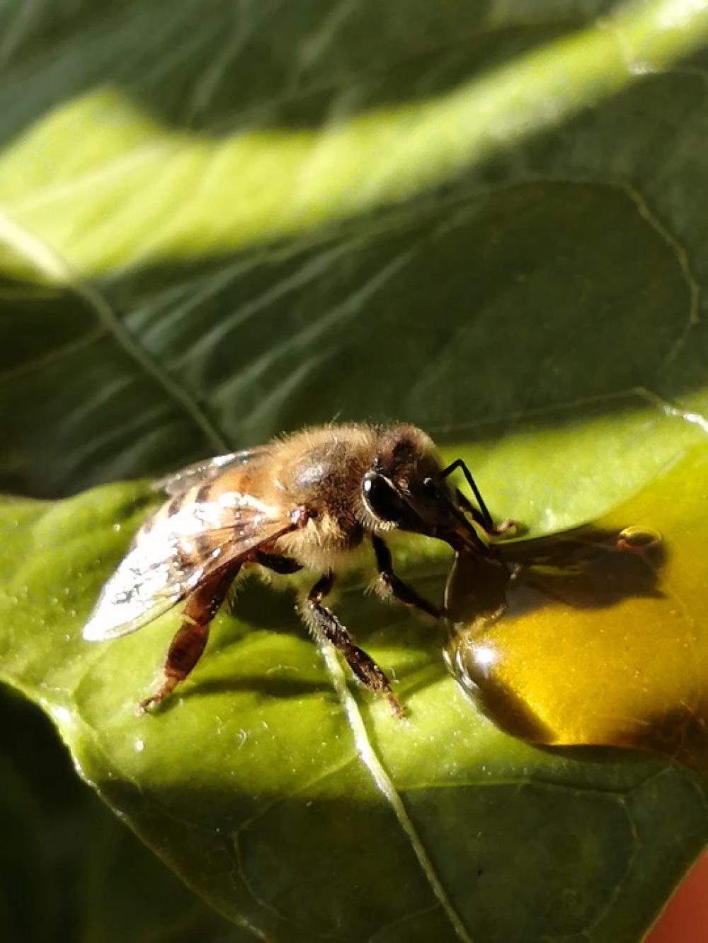 Honeybees Hungrybees Bees Nature Honeybees Hungrybees Bees Nature