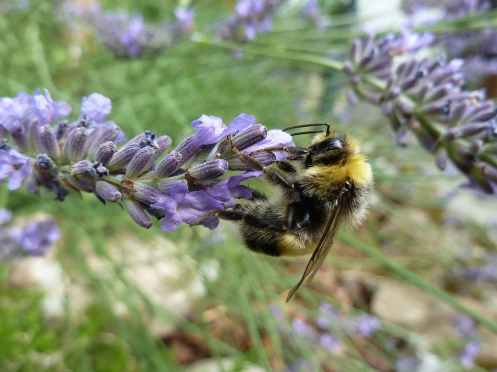 Hummel Lavender Summer Insect Pollination Hummel Lavender Summer Insect Pollination
