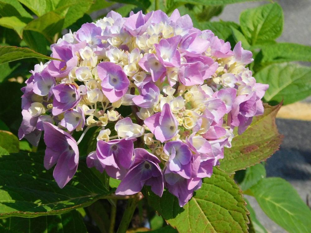 Hydrangea Flower Bloom Blossom Flora Buds Purple Hydrangea Flower Bloom Blossom Flora Buds Purple