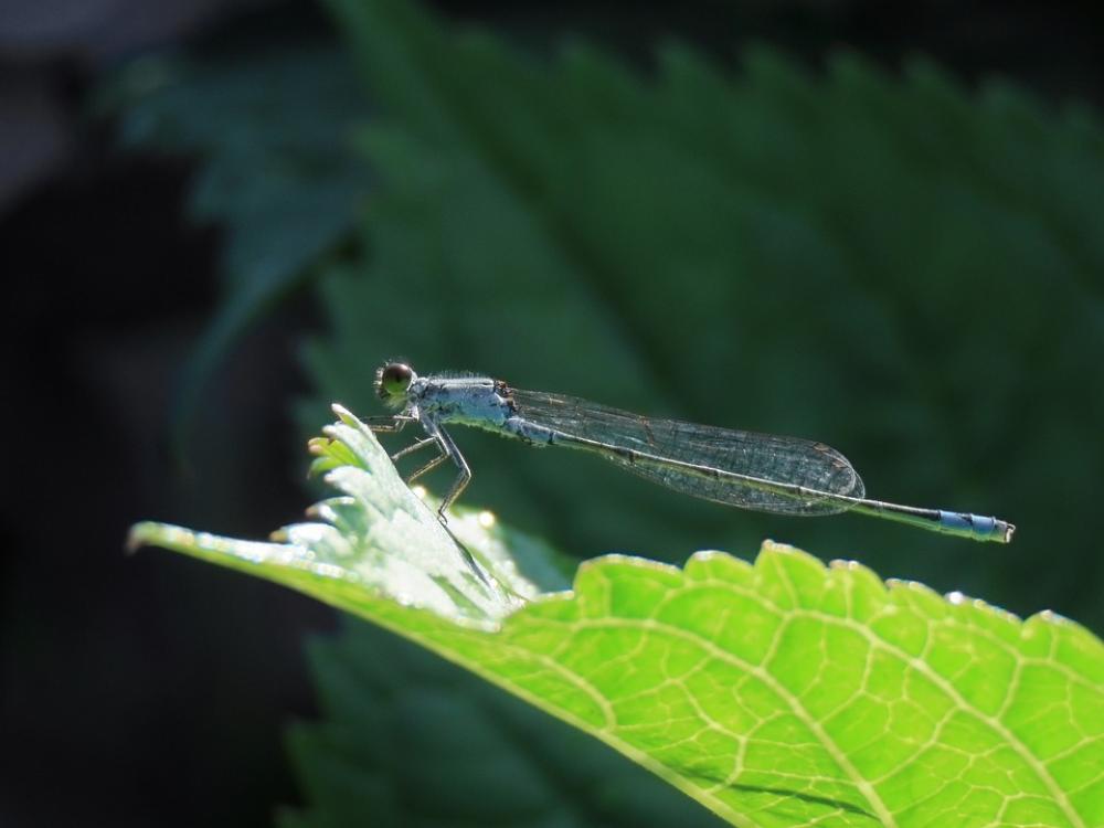 Insect Dragonfly Damselflies Plant Leaf Blue Insect Dragonfly Damselflies Plant Leaf Blue