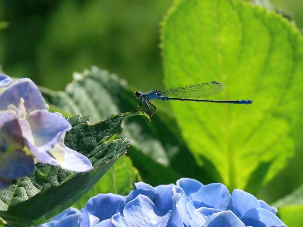 Insect Dragonfly Damselflies Plant Hydrangea Insect Dragonfly Damselflies Plant Hydrangea