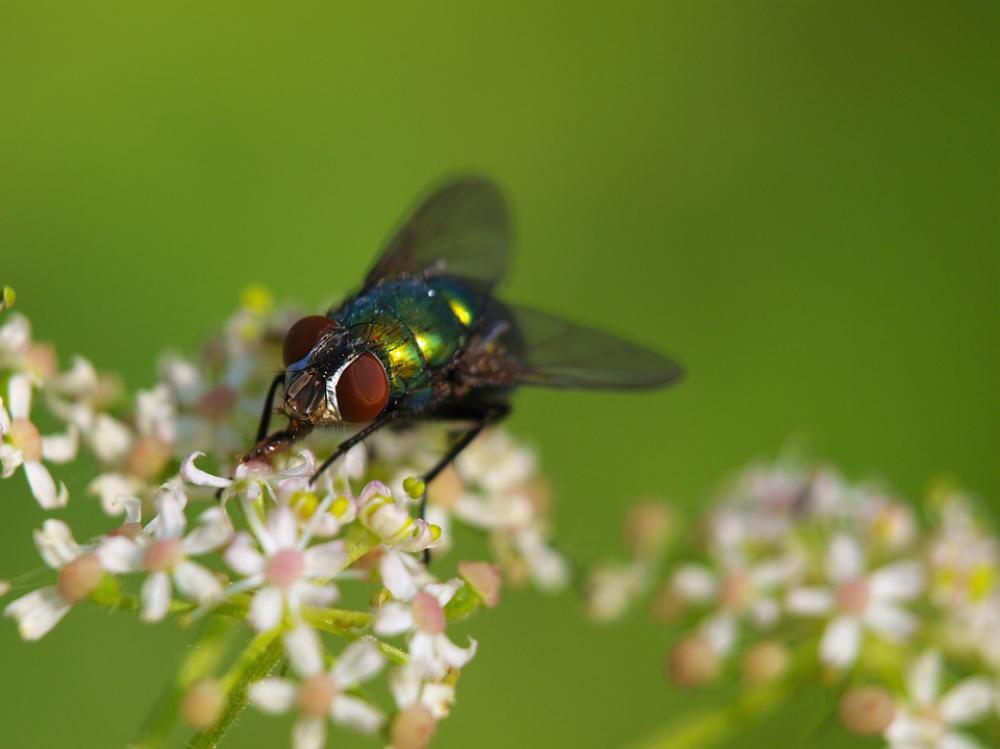 Insect Fly Goldfliege Bluebottle Nature Macro Insect Fly Goldfliege Bluebottle Nature Macro