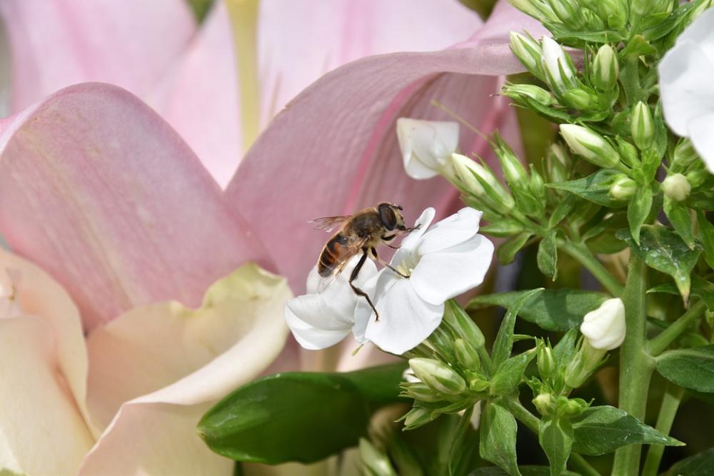Insects Bee Flowers Stamens Pollen Honey Nature Insects Bee Flowers Stamens Pollen Honey Nature