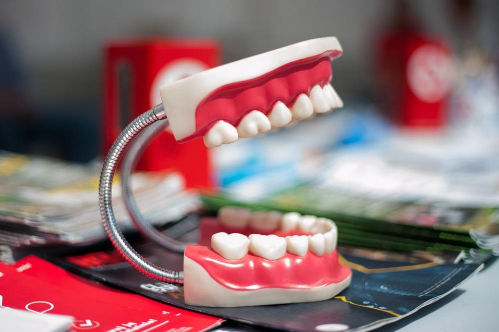 Jaw Model Tooth Teeth Dentistry Dentals Dentist Jaw Model Tooth Teeth Dentistry Dentals Dentist