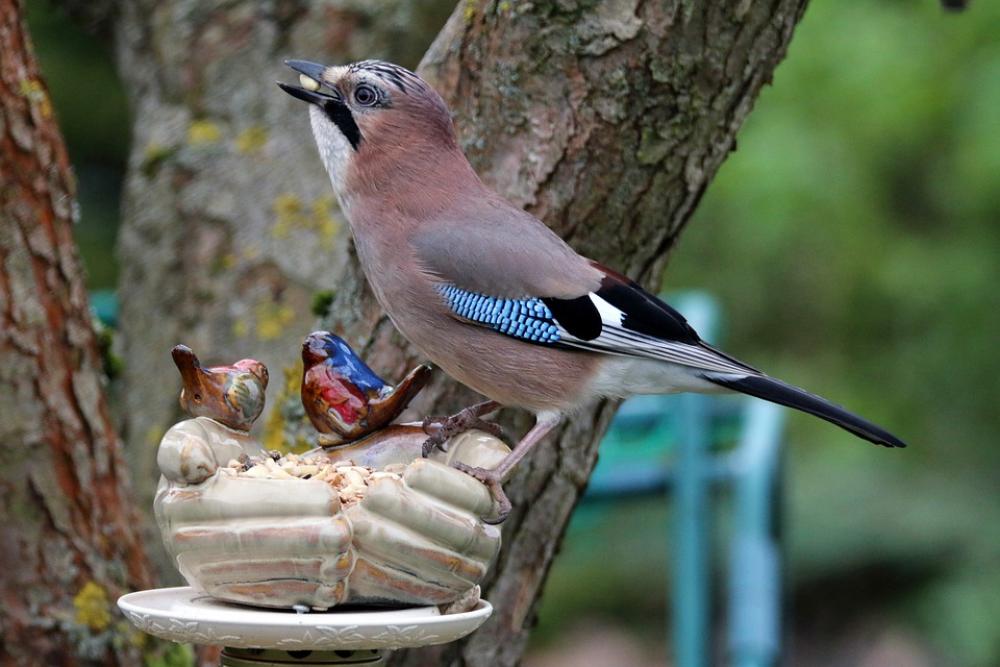 Jay Likes Nuts Acorns And Other Goodies Jay Likes Nuts Acorns And Other Goodies