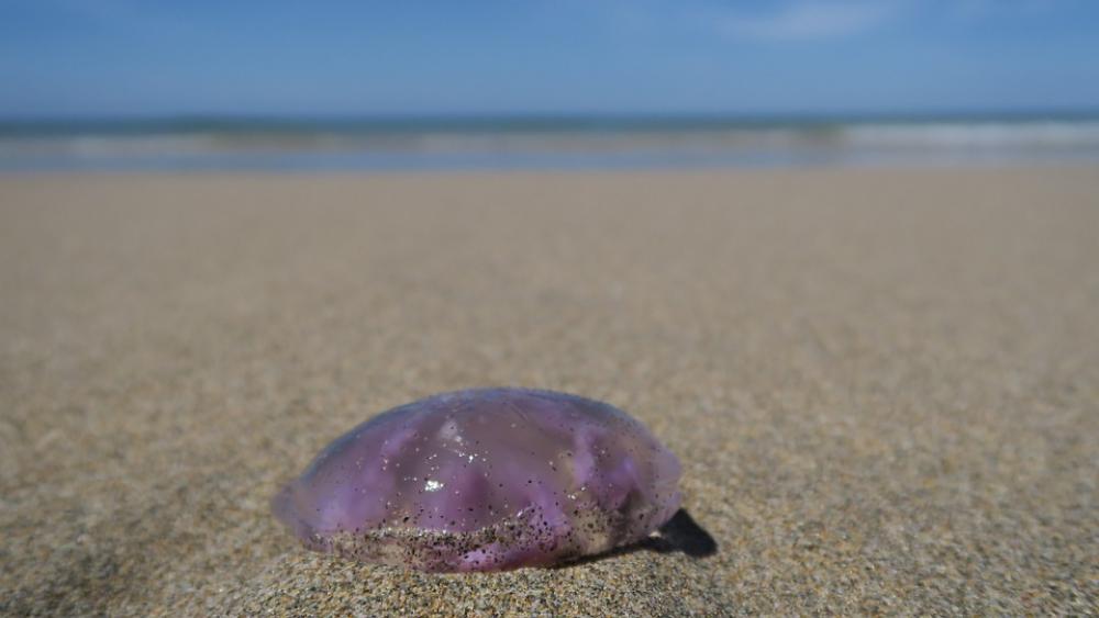 Jellyfish Feuerqualle Beach Jellyfish Feuerqualle Beach