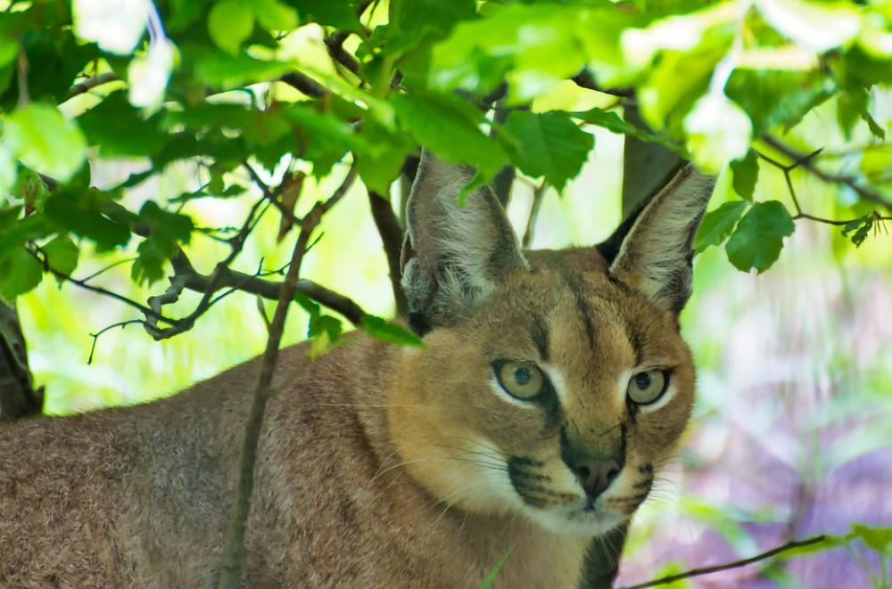 Karakal Animal Cat Animal World Karakal Animal Cat Animal World