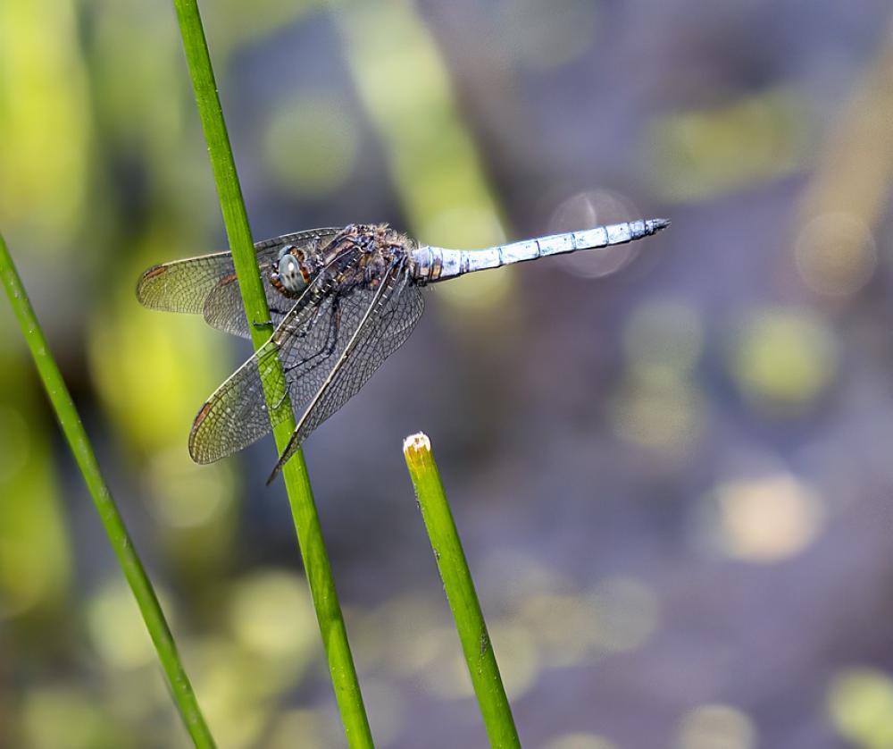 Keeled-Skimmer Male Dragonfly Resting Insect Keeled-Skimmer Male Dragonfly Resting Insect