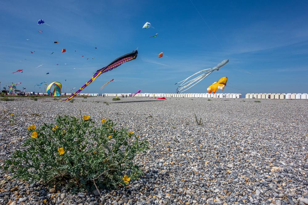 Kite Festival Beach Color Wind Sky Fly Kite Festival Beach Color Wind Sky Fly