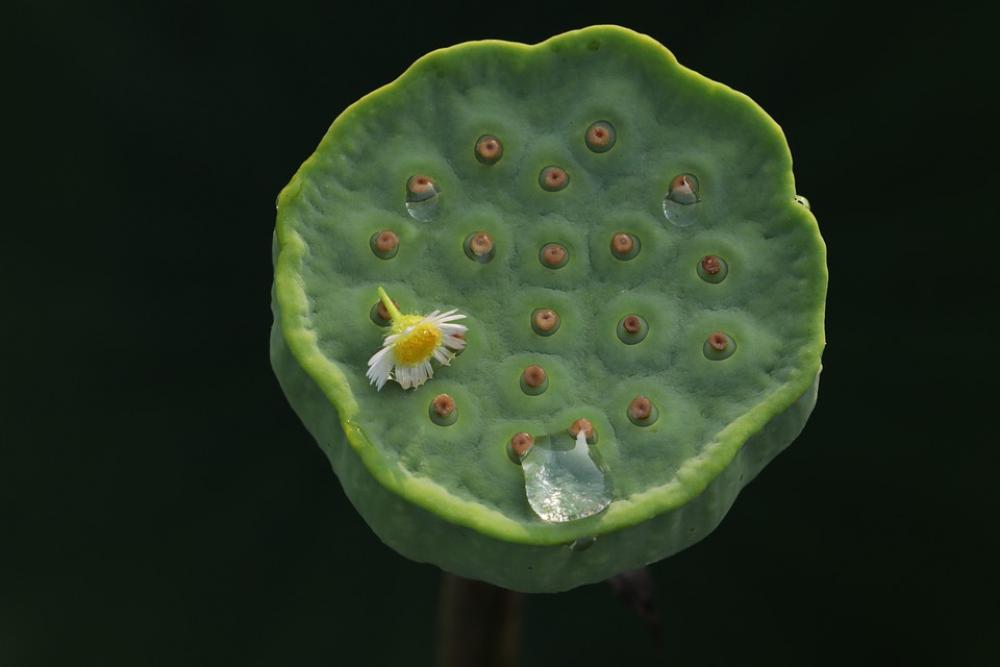 Kite Lotus Seed Aquatic Plants Trickle Kite Lotus Seed Aquatic Plants Trickle