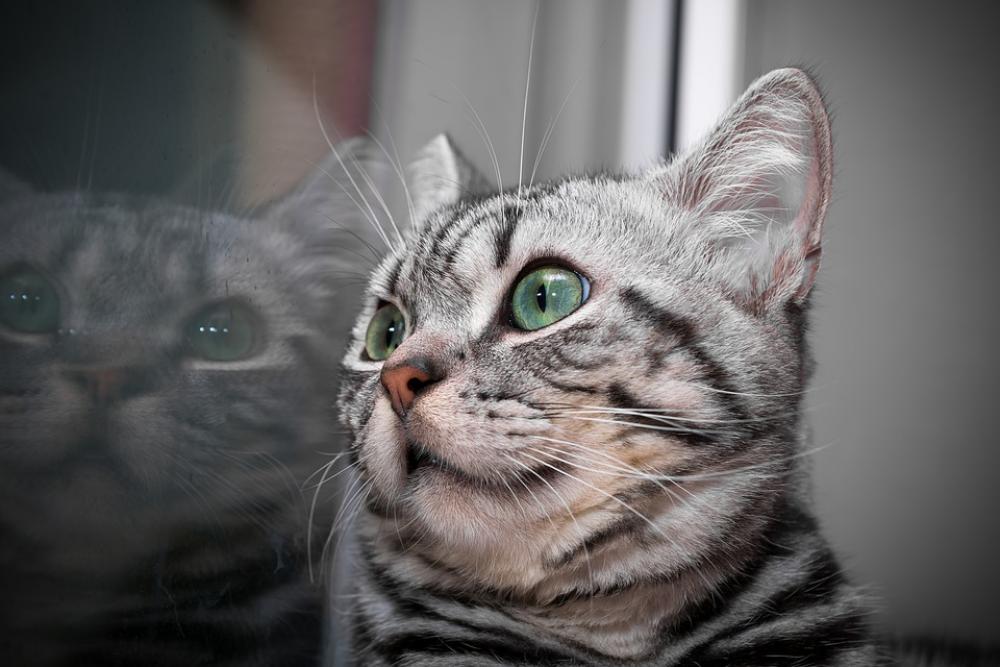 Kitten Cat Cat Baby Domestic Cat Mackerel Charming Kitten Cat Cat Baby Domestic Cat Mackerel Charming