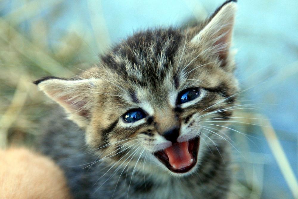 Kitten Cat Baby Pet Mackerel Cat Portrait Cute Kitten Cat Baby Pet Mackerel Cat Portrait Cute