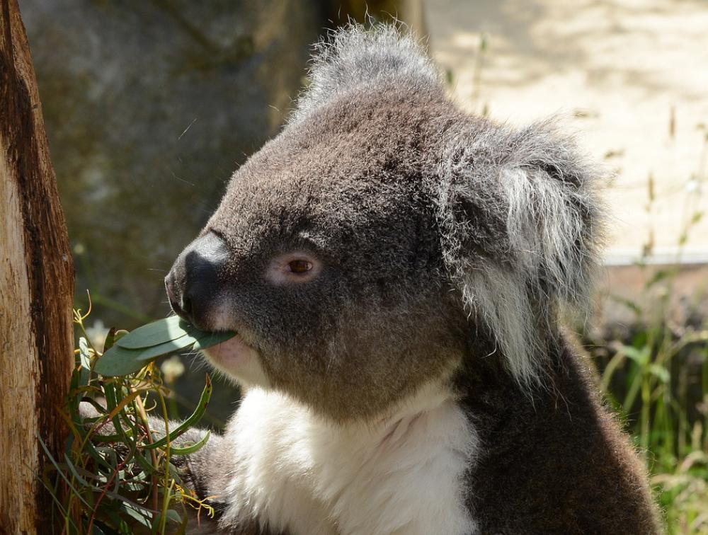 Koala Bear Eating Animal Nature Tree Wildlife Koala Bear Eating Animal Nature Tree Wildlife
