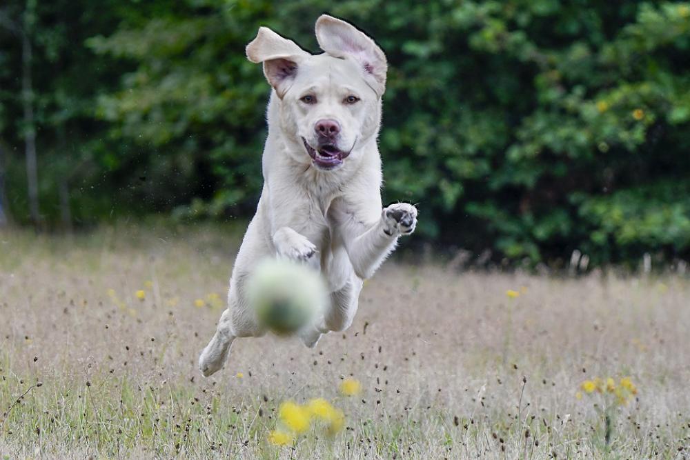 Labrador Retriever Racing Play Happy Merry Labrador Retriever Racing Play Happy Merry