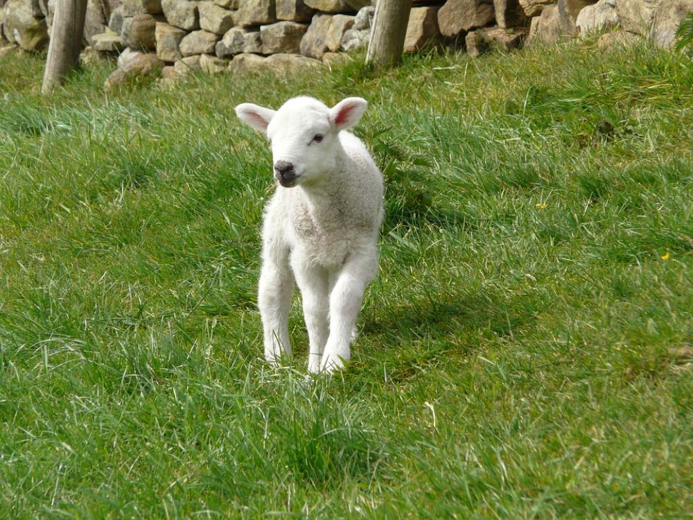 Lamb Spring Farm Animal Cute Wool Lamb Spring Farm Animal Cute Wool