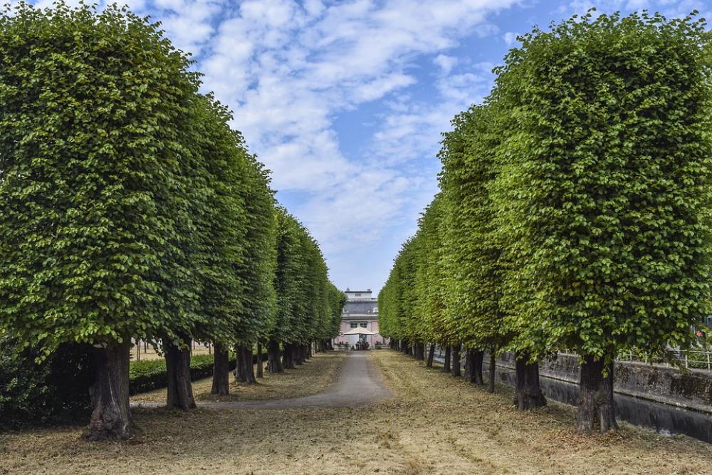 Landscape Avenue Nature Trees Away Mood Landscape Avenue Nature Trees Away Mood