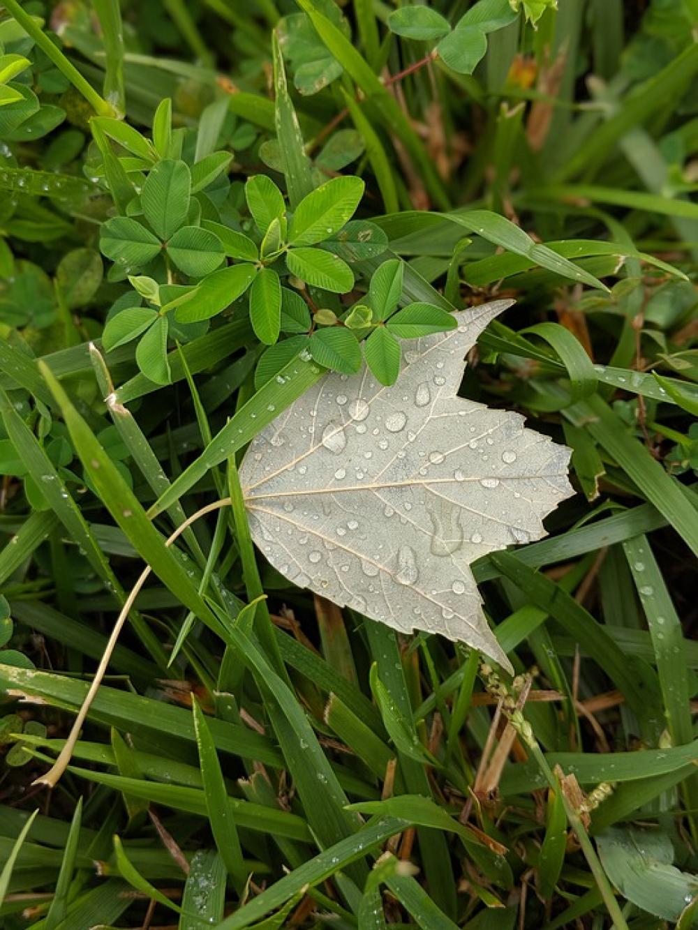 Leaf Plant Botanical Green Alive Living Summer Leaf Plant Botanical Green Alive Living Summer