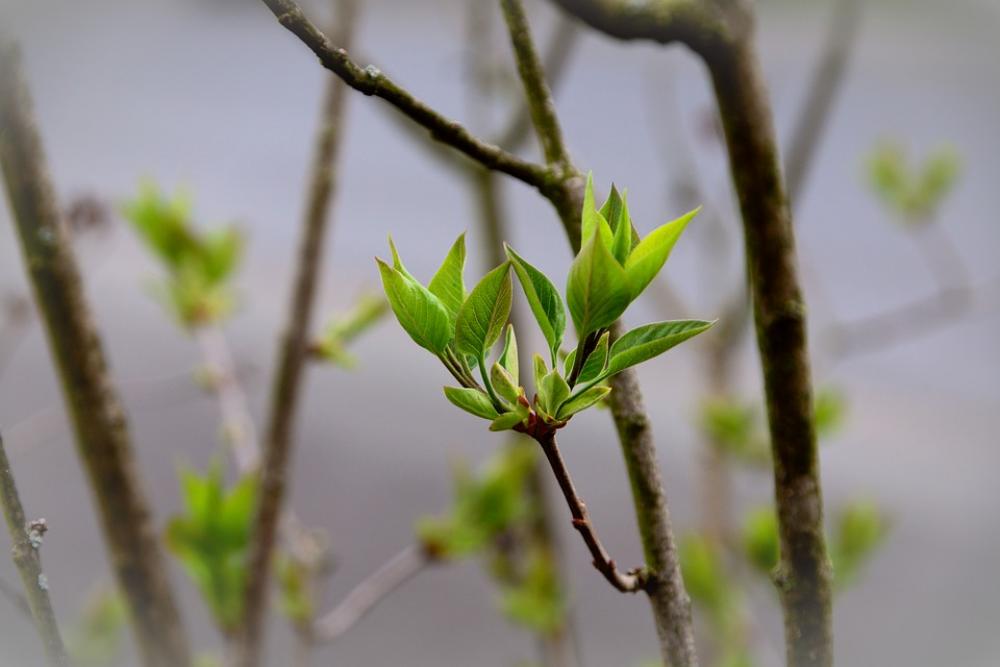 Leaves Green Lilac Tree Buds Lilac Lilac Tree Leaves Green Lilac Tree Buds Lilac Lilac Tree