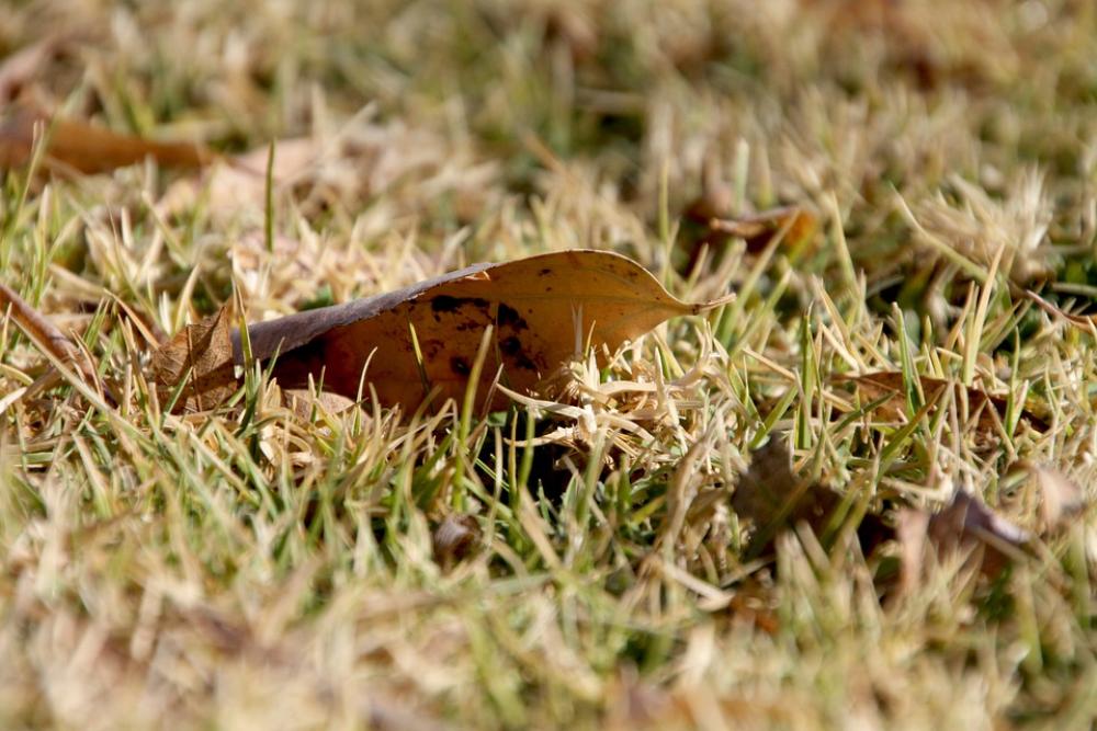 Leaves Grass Win Nature Garden Environment Leaves Grass Win Nature Garden Environment