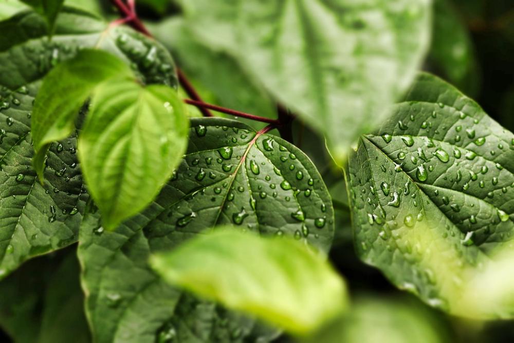 Leaves Drip Nature Leaf Water Rain Plant Leaves Drip Nature Leaf Water Rain Plant