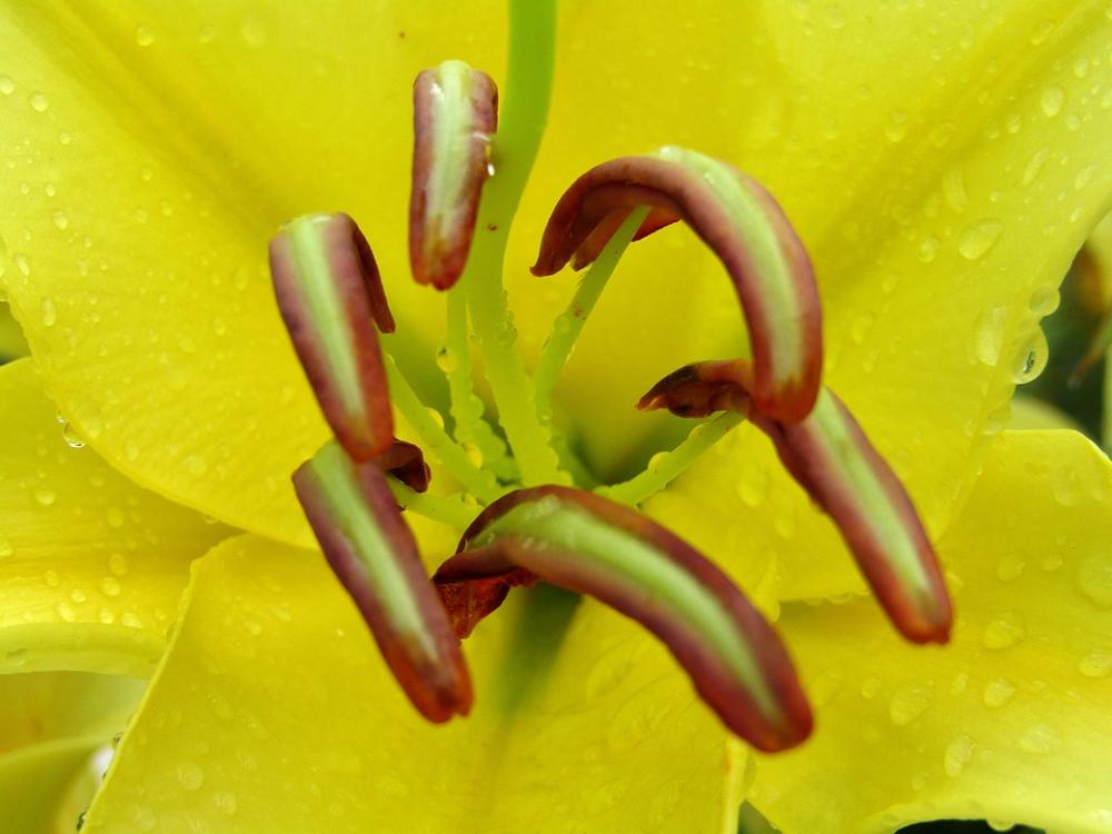 Lilies Yellow Flowers Bloom Stamp Close Up Garden Lilies Yellow Flowers Bloom Stamp Close Up Garden