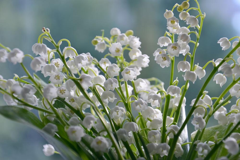 Lilies Of The Valley Flowers Summer Nature Lilies Of The Valley Flowers Summer Nature