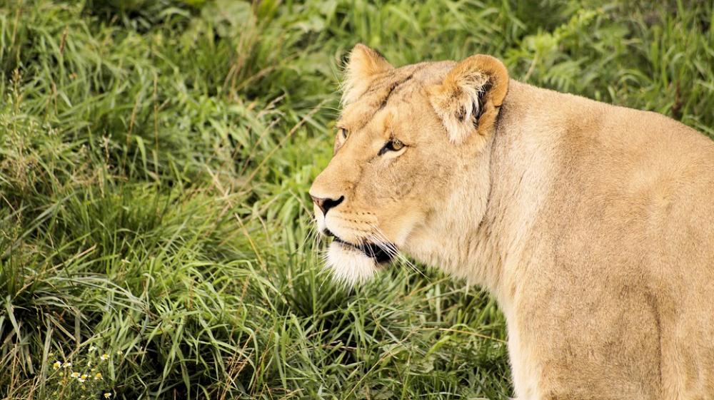 Lion Grass Glance Animal Mammal Nature Carnivore Lion Grass Glance Animal Mammal Nature Carnivore