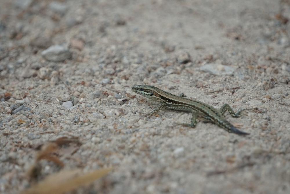Lizard Animals Nature Reptile Lizard Animals Nature Reptile