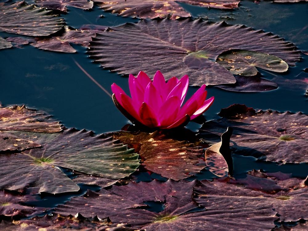 Lotus Water Lily Flower Flower Head Lotus Water Lily Flower Flower Head