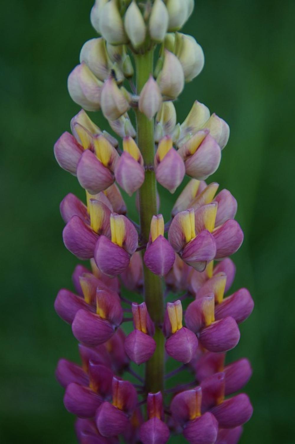 Lupine Pink Blossom Bloom Flower Candle Summer Lupine Pink Blossom Bloom Flower Candle Summer