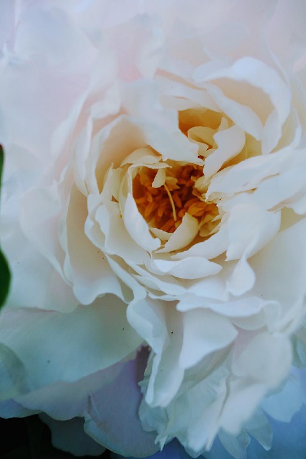 Macro Flower Nature Plant Garden Summer Figure Macro Flower Nature Plant Garden Summer Figure