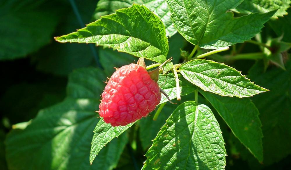 Malina Fruit Mature Summer Garden Bush Foliage Malina Fruit Mature Summer Garden Bush Foliage