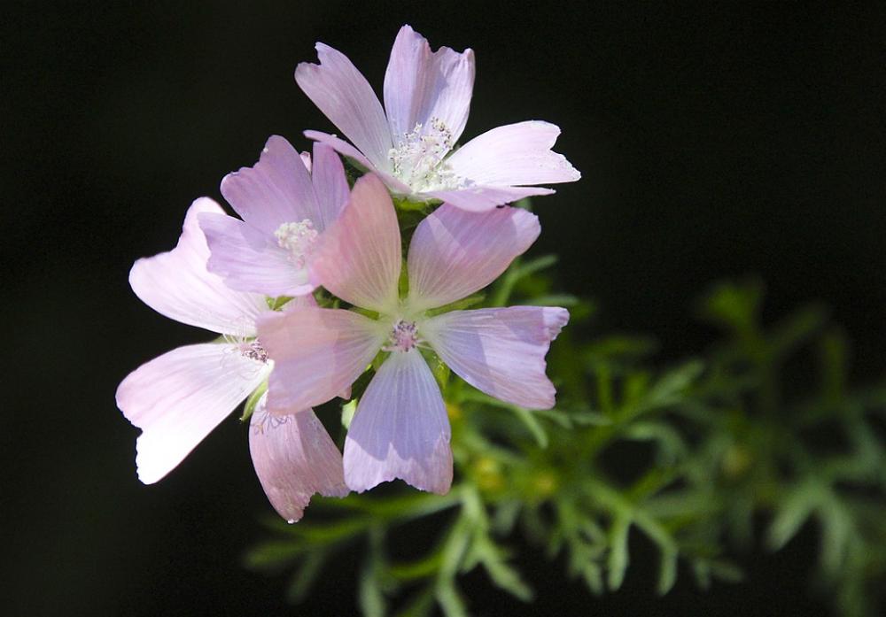 Mallow Flower Pink Blossom Bloom Plant Nature Mallow Flower Pink Blossom Bloom Plant Nature